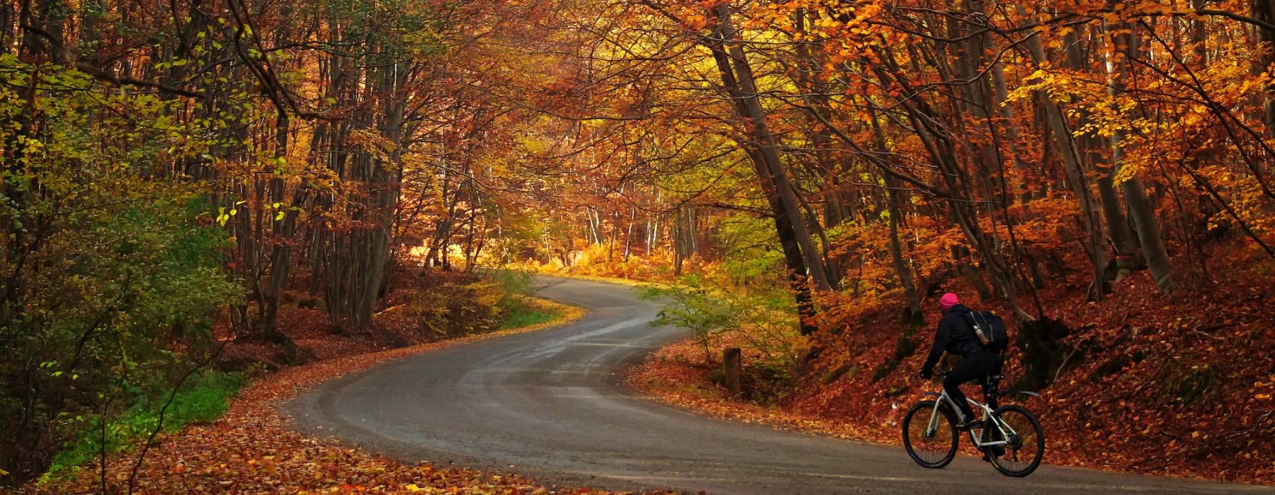 a person cycling down a road in the fall with bright yellow green and red leaves