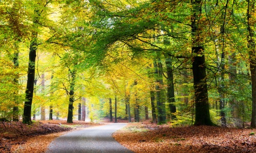 a forest with a path