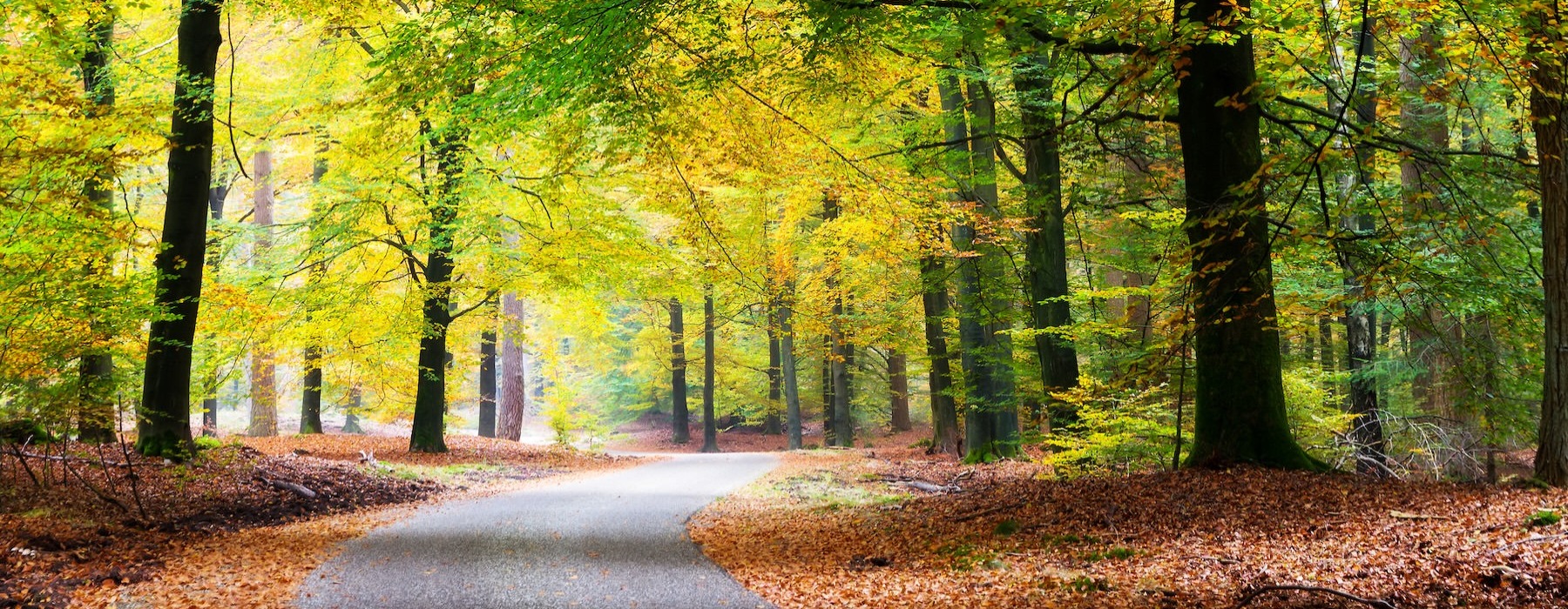 a forest with a path