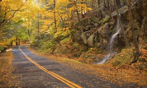 a road with trees